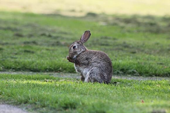 How to Care for Your Pet Rabbit A Complete Guide - NewsBreak