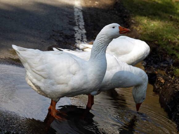 The Sacred Goose of Ancient Rome: Protector of the Capitol - NewsBreak