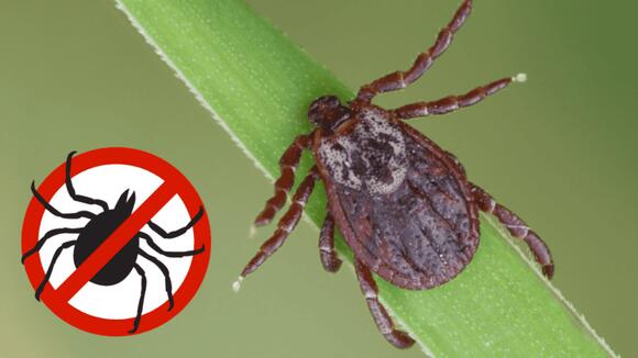 11 Effective Natural Tick Remedies You Need to Try - NewsBreak
