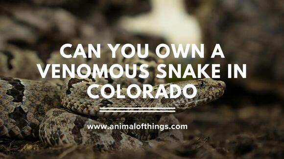 Owning a Venomous Snake in Colorado: What the Law Actually Allows ...