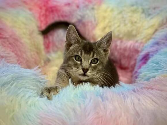 🐱 Playful, Shy & Snuggly Cats Ready for Adoption in Portland - NewsBreak