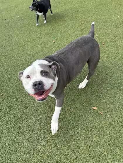 🐶 Playful, Gentle & Loyal Dogs Ready for Adoption in Hutchinson - NewsBreak