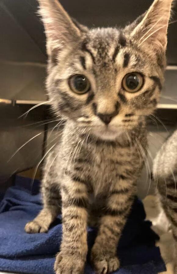 🐱 Friendly Crystal Lake Cats Ready for Adoption Near You - NewsBreak
