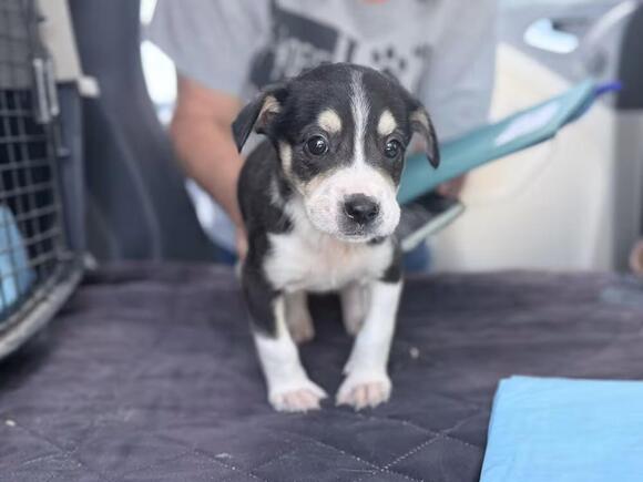 🐶 Playful Puppies Ready for Adoption in Lockhart, TX - NewsBreak