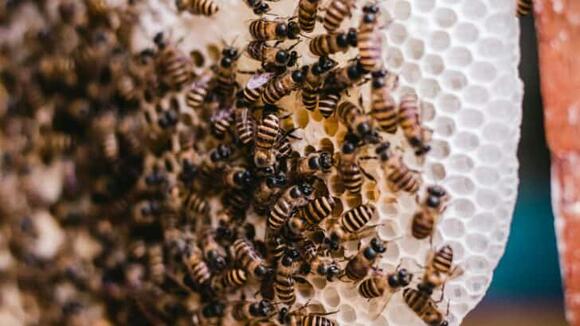 22 Most Venomous Insects You Should Avoid - NewsBreak