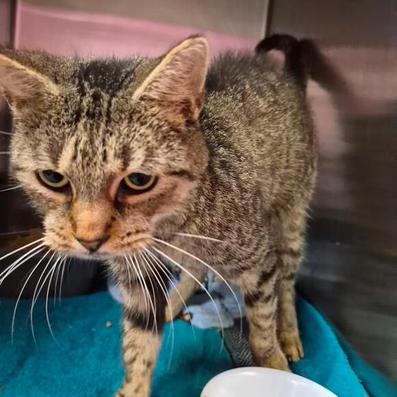 🐱 Friendly Oak Ridge Cats Ready to Join Your Family - NewsBreak