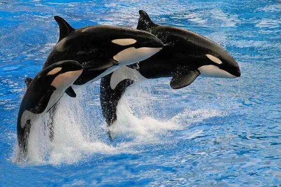 10 Stunning Facts About The Orca: The Ocean’s Most Aggressive Predator ...