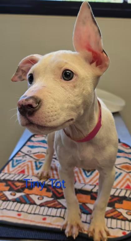 🐶 Playful Pit Bull Puppies Ready for Adoption in Burton, MI - NewsBreak