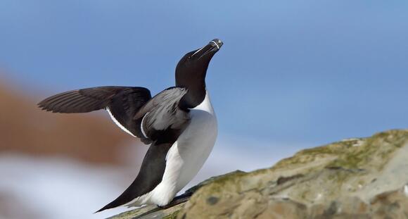 15 Extinct Animals Scientists Want to Bring Back - NewsBreak