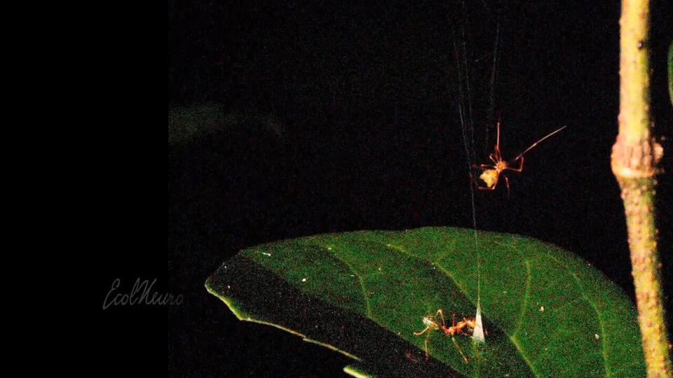 The ballista spider waiting beside its conical snare