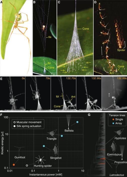 Figure from the ballista spider paper showing the snare mechanism