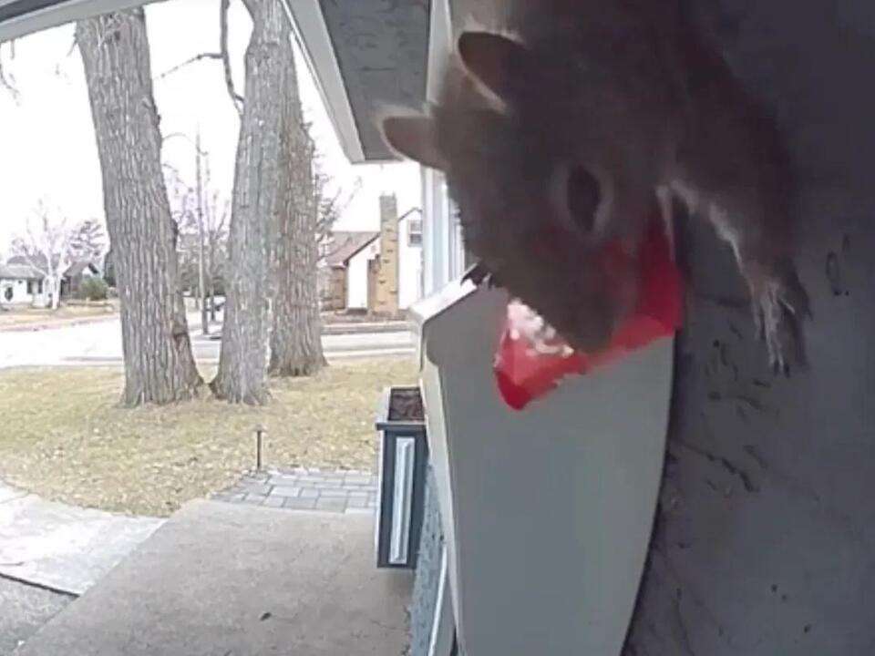 Caught on Ring Cam Squirrel Steals Candy Bar From Mailbox