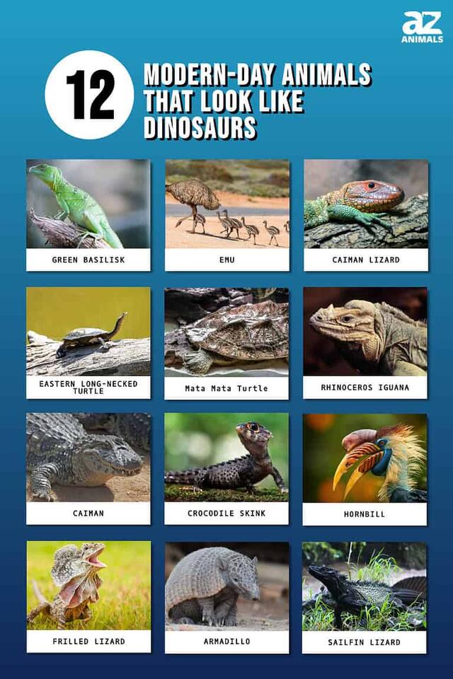 Discover 12 Modern-Day Creatures That Resemble Dinosaurs, and 1 ...
