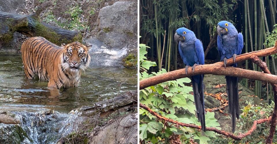 Come Face To Face With Animals From Around The World At This Nashville ...