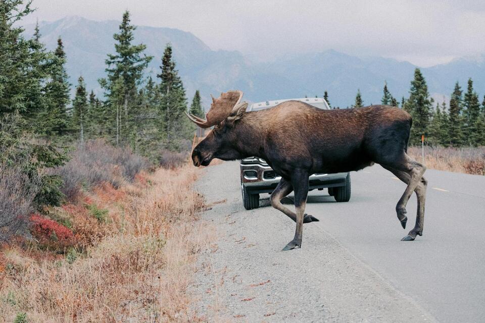 Spotting Moose In New York, Here's Where To Look - NewsBreak