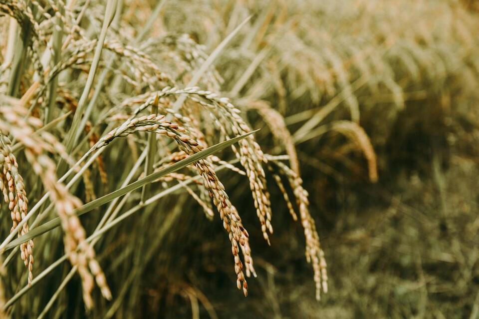 How a Tiny Insect Is Causing Big Problems for Texas Rice Farmers