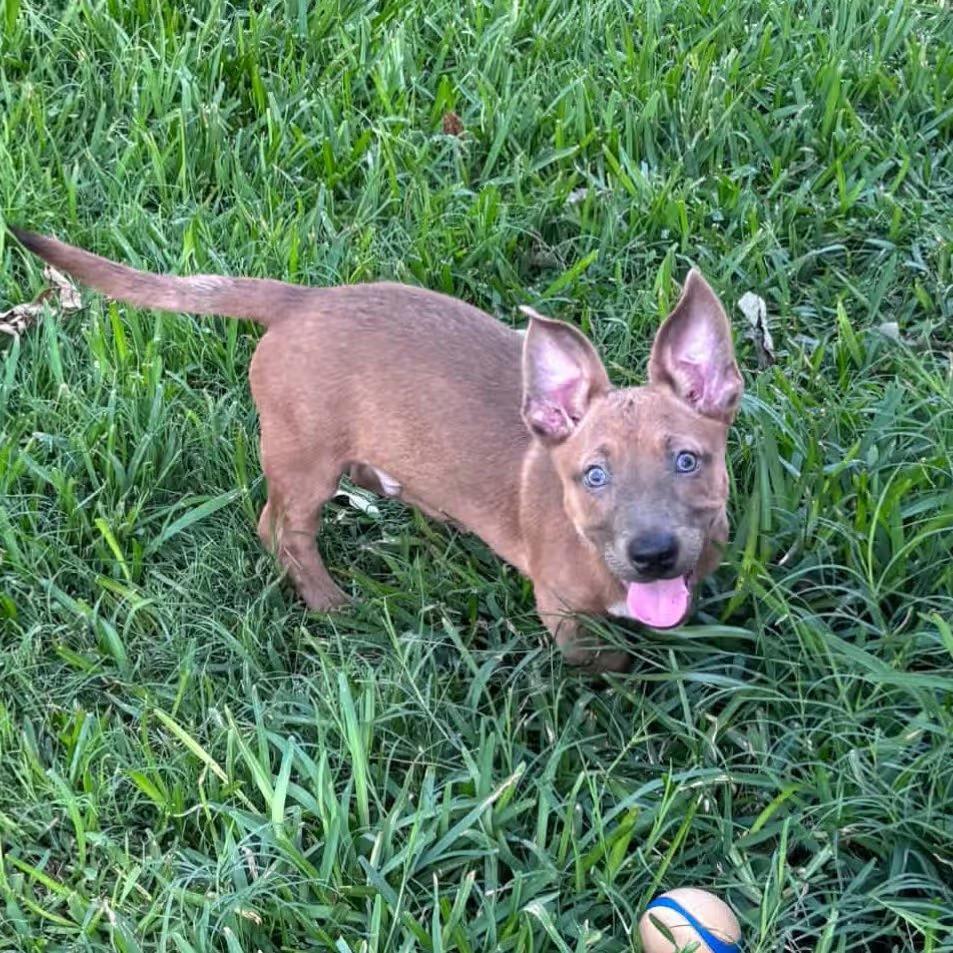 🐶 Playful, Brave & Sweet Dogs Ready for Adoption in Von Ormy - NewsBreak