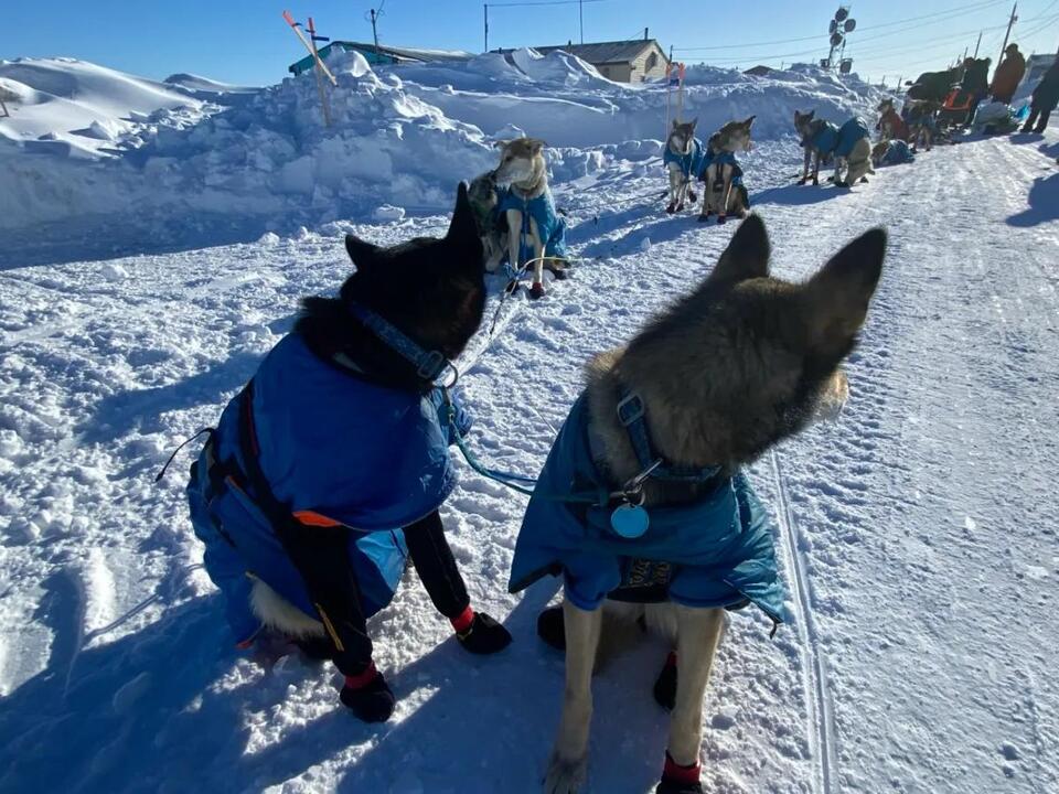 Fort Worth vet participates in world renowned Iditarod sled dog race in