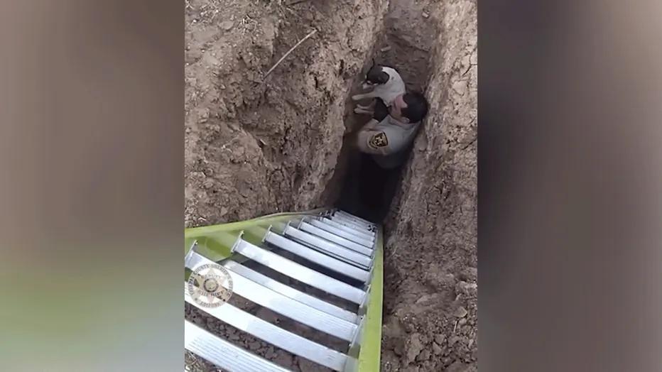 Dog stranded for days in sinkhole caught on camera getting rescued ...