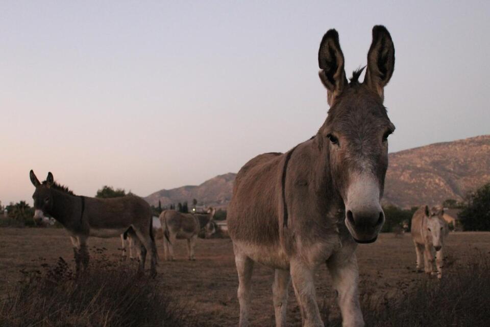Donkeys: An unexpected icon of the Inland Empire - NewsBreak
