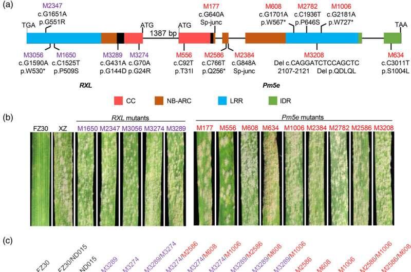 Discovery of wheat gene pair that combats powdery mildew could lead to ...