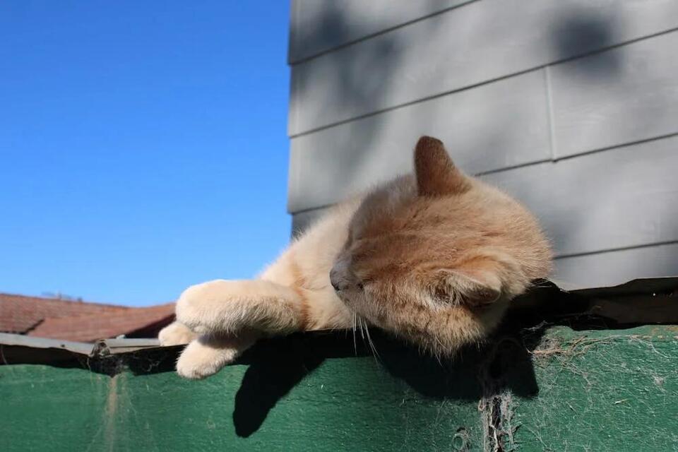 Global Study Reveals Cat People Outnumber Dog Lovers Worldwide - NewsBreak