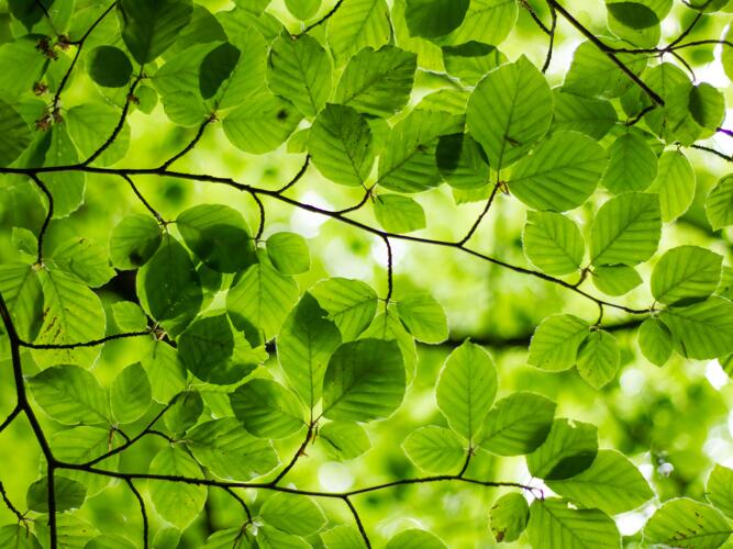 Oakdale daily weather forecast