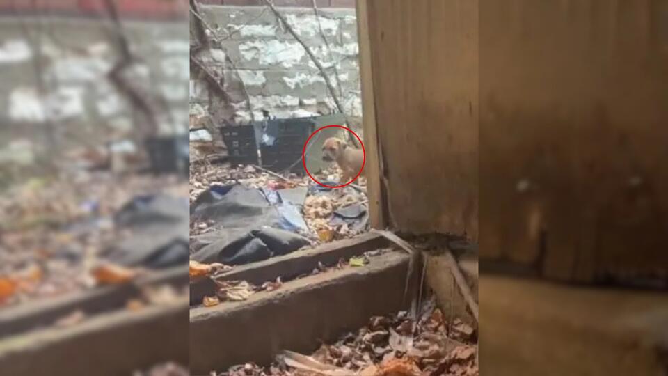 Missouri Rescue Call For One Abandoned Dog Turns Into A House Full Of Tiny Surprises