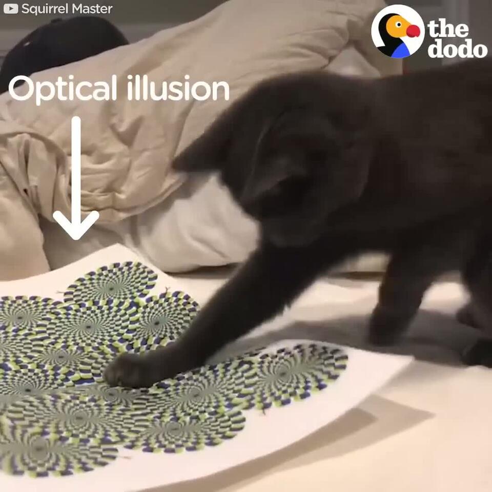 Cat vs Optical Illusion The Dodo - NewsBreak