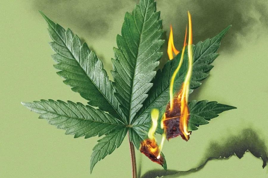 Smoke Alarm: Is Colorado’s Cannabis Industry Burning Out? - NewsBreak