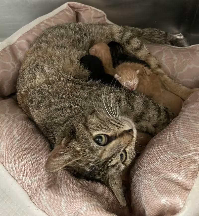 🐱 Friendly McMinnville Cats Ready for Adoption Near You - NewsBreak