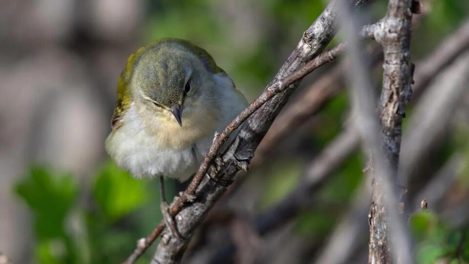 As Fall Migration Kicks Into High Gear, Campaign Revs Up to Pass Bird ...