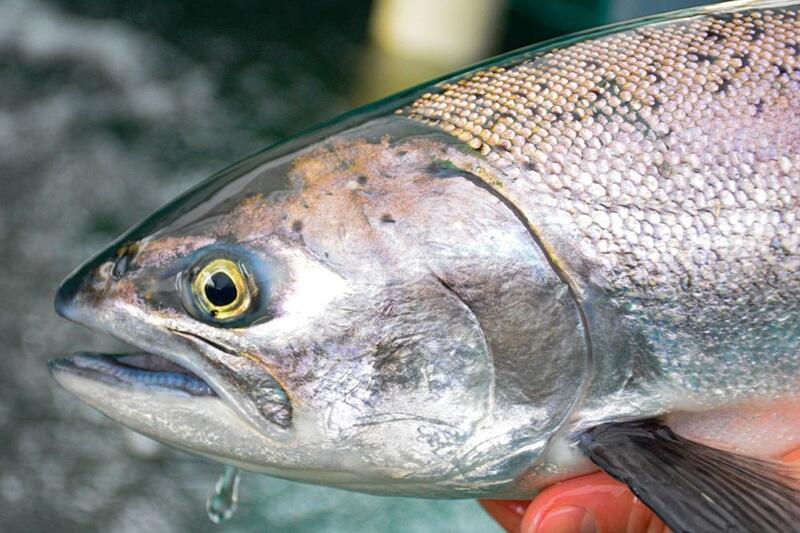 Upper Trinity River Nears Adult Fall-Run Chinook Quota; Fishery to ...