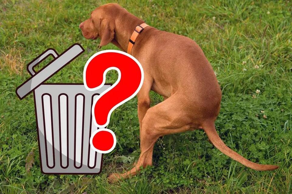 Is It Illegal to Throw Your Dog’s Poop In Someone Else’s Trash Bin in ...