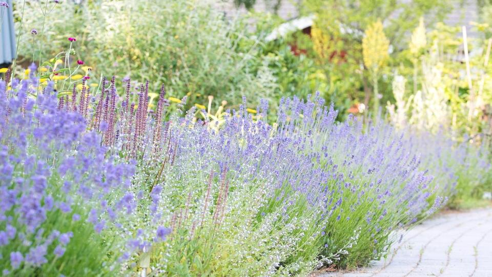 8 Plants That Thrive on Neglect –and Keep Your Garden Looking Great With Almost No Effort