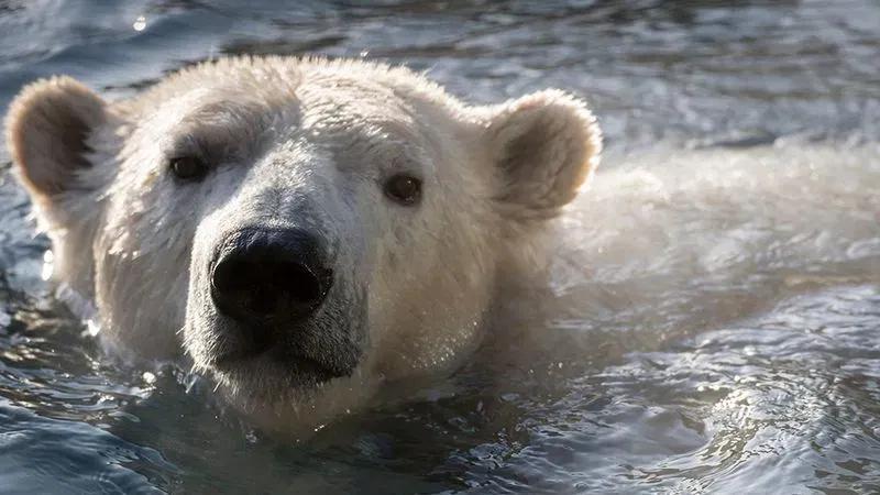 Oregon Zoo alum Nora the polar bear shows promising signs of pregnancy ...