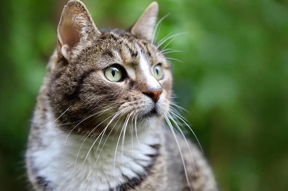 Rabies Vaccine Requirements for Cats in Florida: What the Law Requires ...