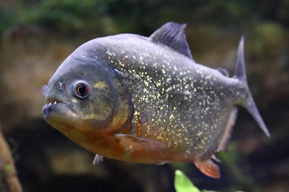Boy catches piranha at Pennsylvania lake