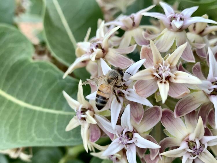 Native plants to add to your Portland garden