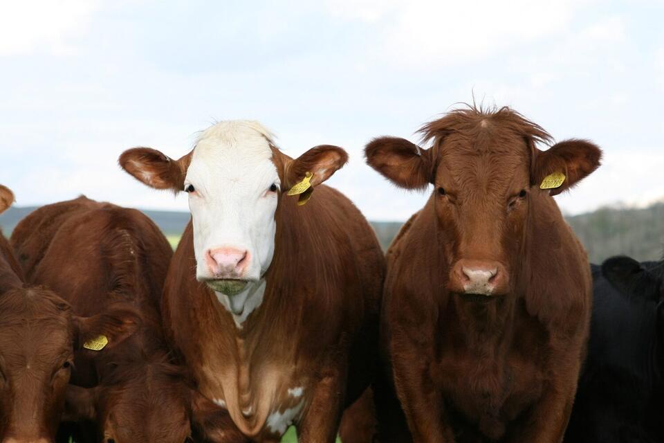 Longtime family farm changing hands - NewsBreak