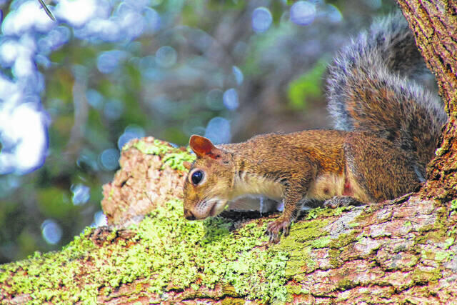 Rabies positive case identified in Bladen County - NewsBreak