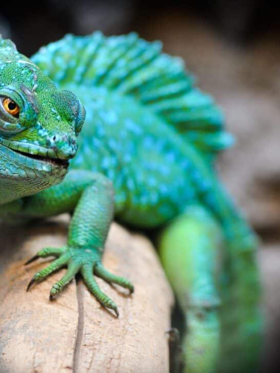 10 Animals That Can Survive Being Cut in Half - NewsBreak