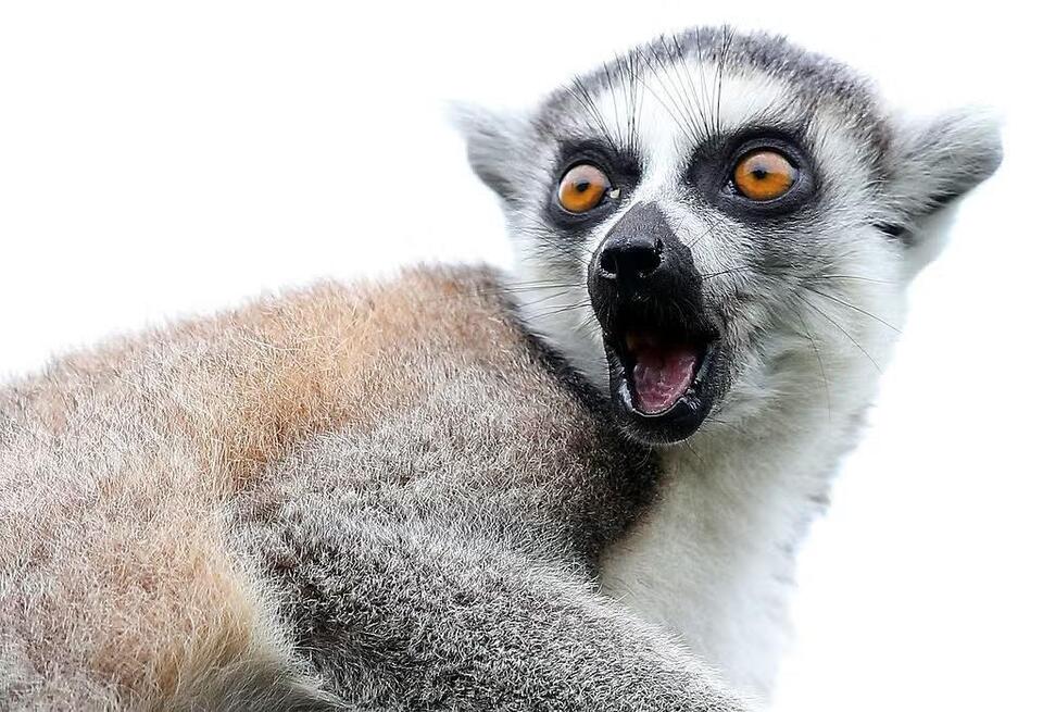 Essex County Turtle Back Zoo Awards $10,900 in Grants to Lemur ...