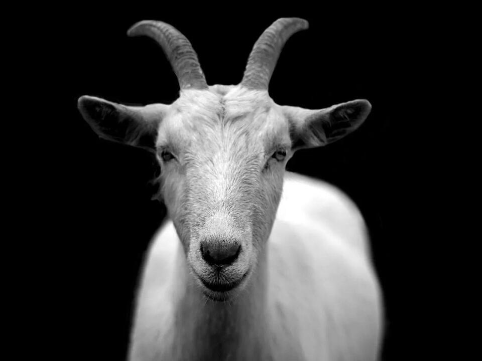 Brucellosis Laws in Arkansas: What Livestock Owners Need to Know