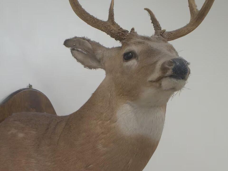 Firearm Deer season starts Saturday, here’s what you need to know