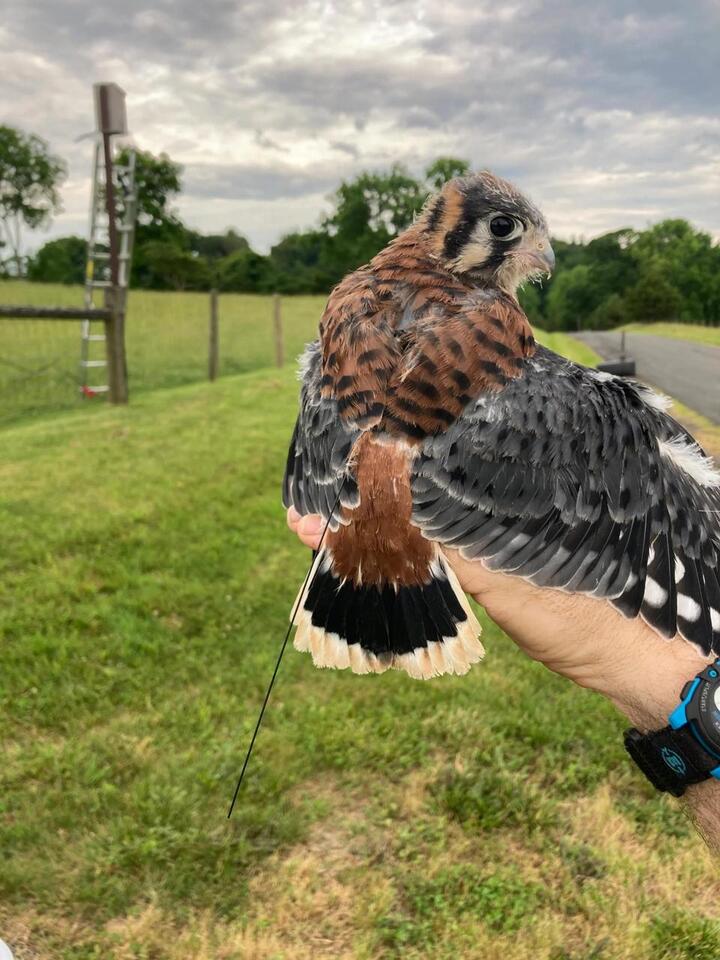 The Mysterious Falcon Decline: Why America’s Smallest Raptor Is at Risk ...