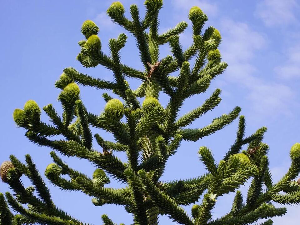 How to Plant, Grow, and Care for Monkey Puzzle Trees