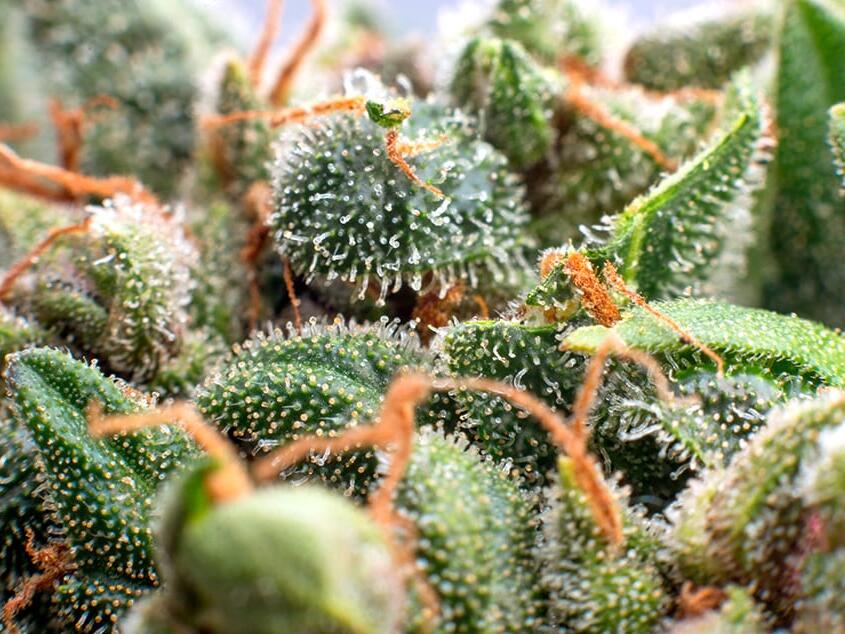 California Three Significant MarijuanaRelated Bills Await Decision by Governor Newsom, With