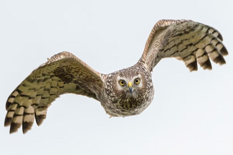 rare-birds-of-prey-being-shot-trapped-and-poisoned-in-crimes-linked
