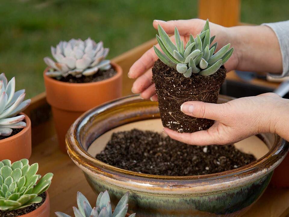 What soil to use for succulents expert tips for helping these popular